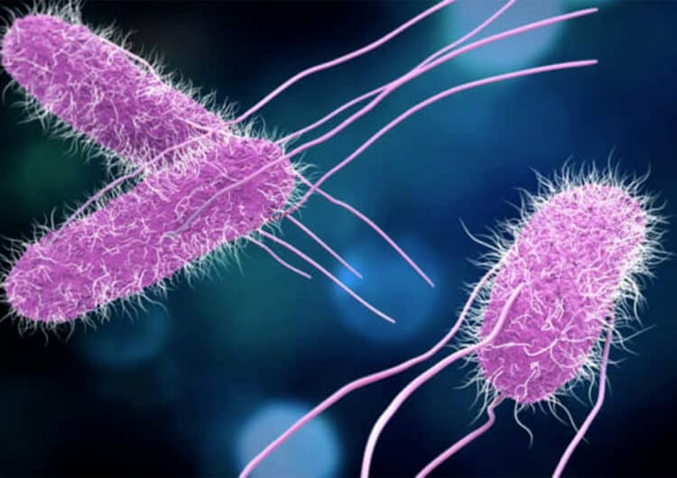 Salmonella
