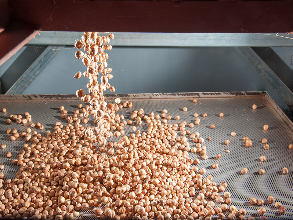 The processing of hazelnuts