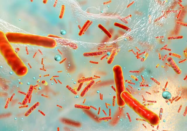 Multidrug resistant bacteria inside a biofilm