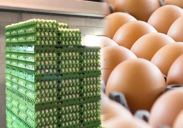 egg