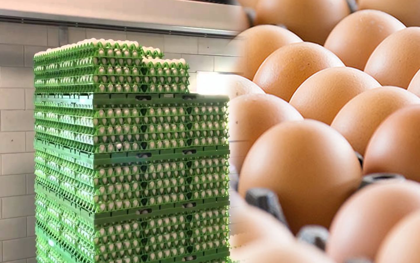 egg