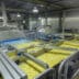 Vernieuwde productielijn voor diepvriesfrieten: Farm Frites schakelt Heveco en Siemens in bij uitbreiding 3
