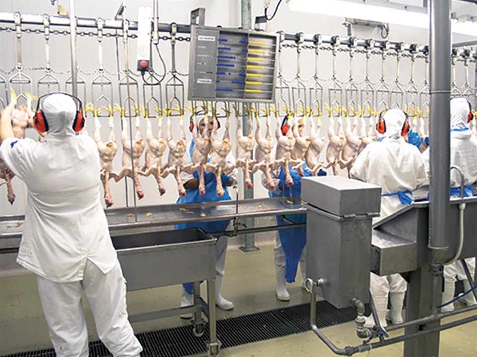Veelgestelde vragen over reiniging en desinfectie in de pluimvee-industrie