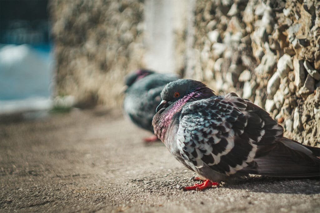 5 tekenen van vogeloverlast in uw bedrijf