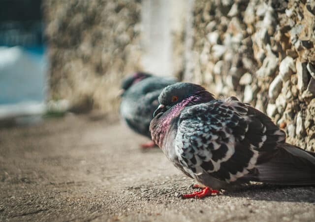 pexels-антон-злобин-15486910