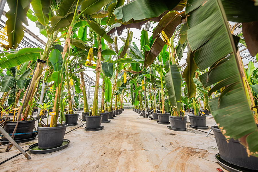 Chiquita lanceert Yelloway-initiatief: bananen met een grotere resistentie en een lagere uitstoot