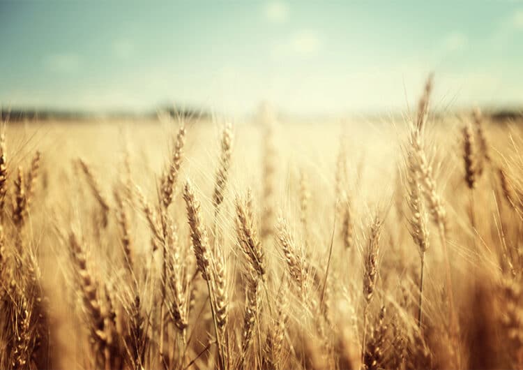 shutterstock_234548032